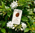 FPA Skin | Sal Butter | 100% Pure Raw Multi-Use Moisturizing Butter for Face, Lips & Body |10g