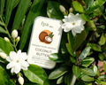 FPA Skin | Coconut Butter | 100% Pure Raw Multi-Use Moisturizing Butter for Face, Lips & Body |10g